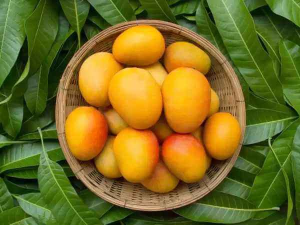benifits of mango (आम खाने के फायदे)