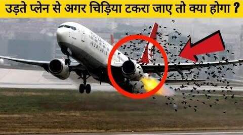 birds-strike-in-hindi